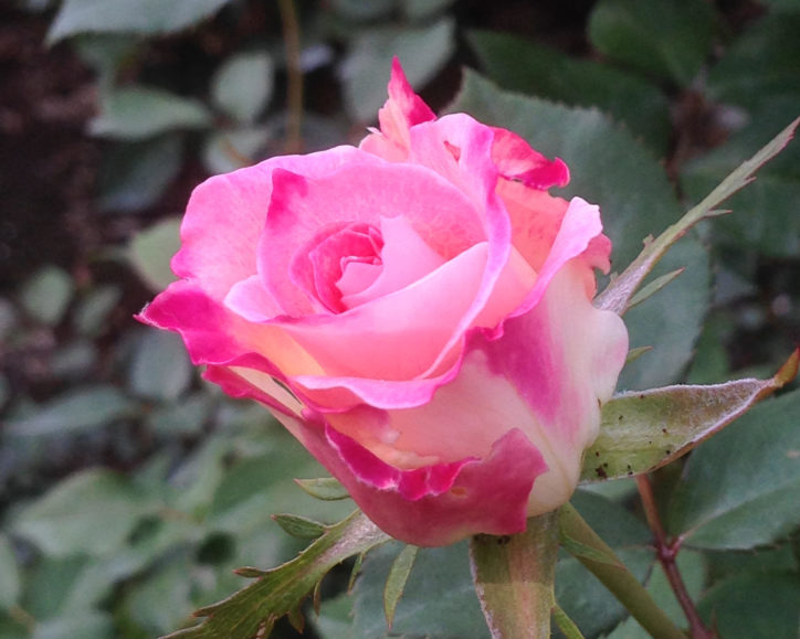 ＜5月に神奈川周辺で咲く花＞いろいろなお花の便り届いています。