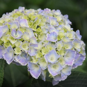 2025年〈6月に神奈川周辺で咲く花〉あじさい・ショウブなど　雨と一緒にのんびりお散歩